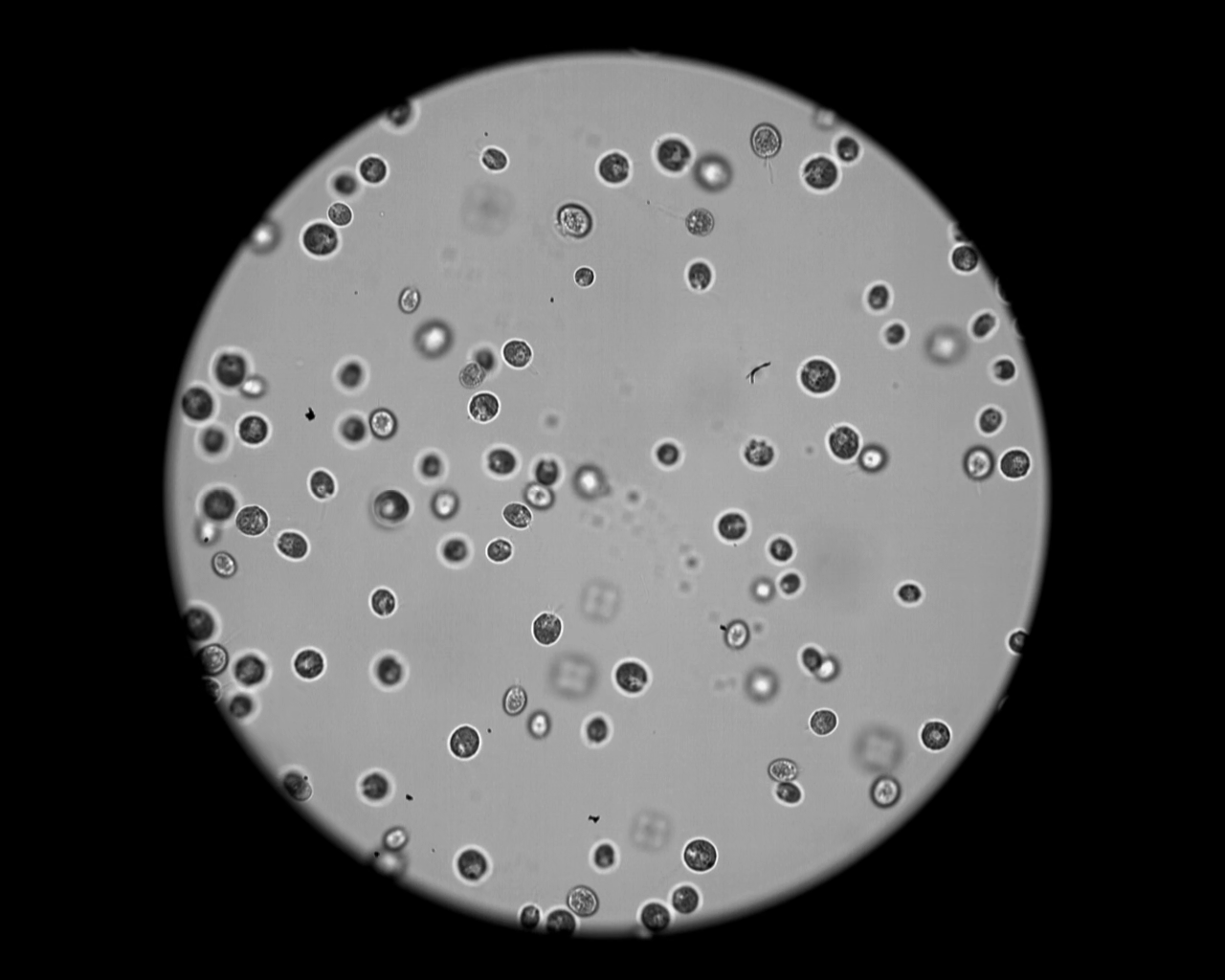 观测细菌鞭毛游动