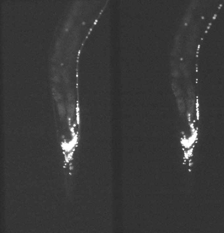 荧光下线虫观测